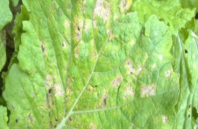 阿米妙收农药治什么病