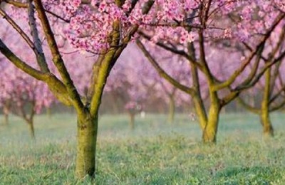 桃树施肥技术要点