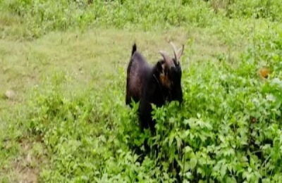 东山羊养殖技术