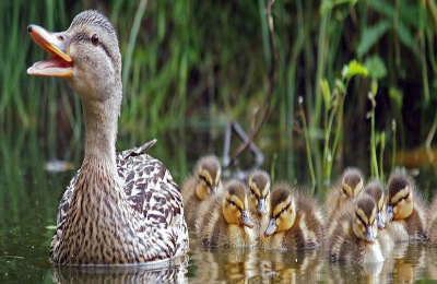 屠宰鸡鸭需要什么手续