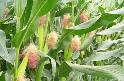 玉米施肥方法与量