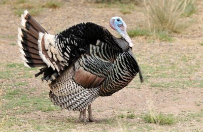 青铜火鸡一斤多少钱?养殖前景如何?(附养殖技术)