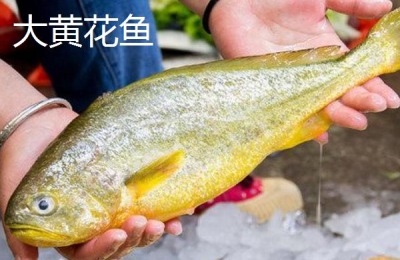 黄花胶和黄花鱼胶一样吗?黄花胶品种介绍