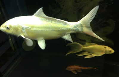 五色锦鲤的产地在哪里?锦鲤有哪些品种