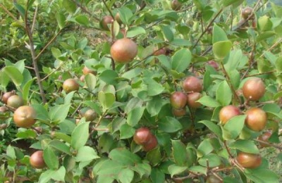 萍乡有哪些优质土特产