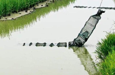 一亩虾塘是多少磷肥