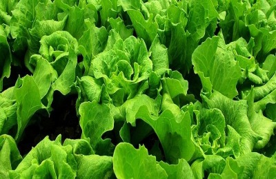 乳油剂和悬浮剂的区别