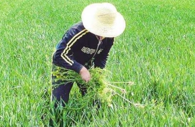 除草剂种类有哪几种?怎么分类