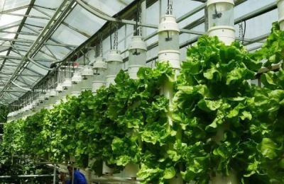 越来越多的人认可野菜,哪些野菜可以大规模种植