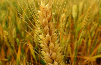 浚麦2016品种介绍