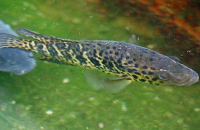 红鱿鱼的产地在哪里