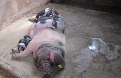 母猪饲料配方，妊娠期、哺乳期及产后饲料搭配