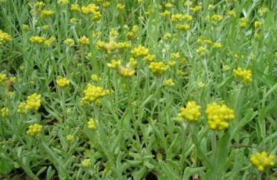 清明菜种植方法