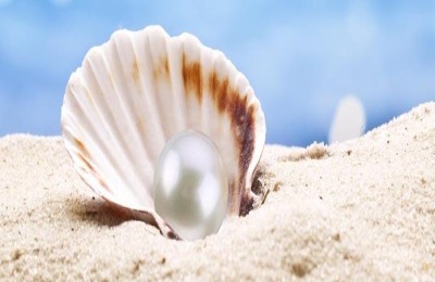 一棵珍珠油杏树苗多少钱？品种特点是什么