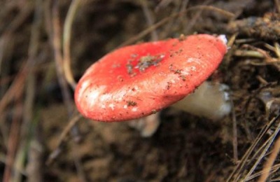 松乳菇一斤多少钱？松乳菇有毒吗？(附市场前景分析)