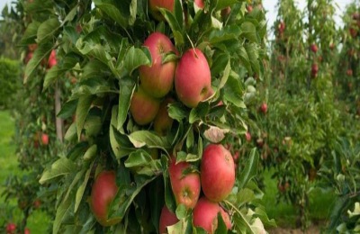 什么苹果树品种好