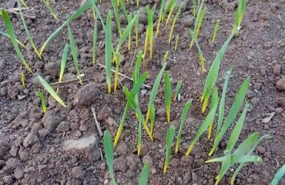 冬小麦追肥时间