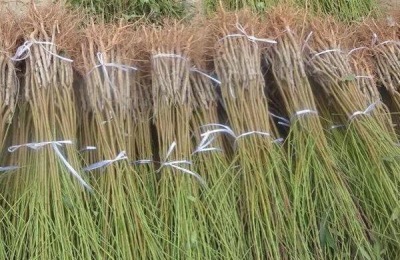 一株雪桃苗多少钱？雪桃种植前景如何