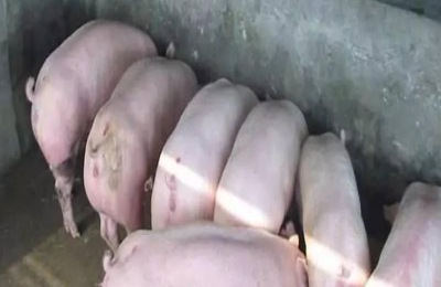 怎样养猪才能长得快