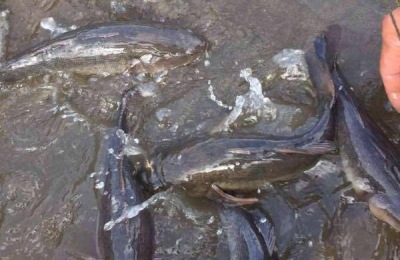 竹笋壳鱼的产地在哪里?竹笋壳鱼养殖前景分析