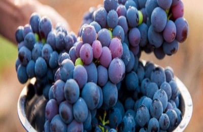 优质葡萄品种值得种植