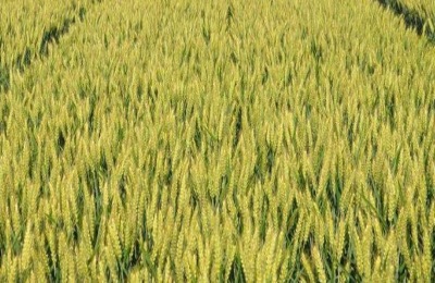 中育1123小麦品种特征特性