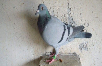 优质肉鸽品种及常用饲料配方