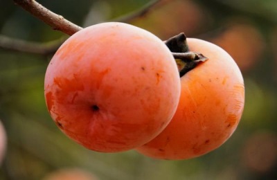 七变神柿苗一株多少钱？如何培育