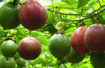 鹅怎么养才不会死