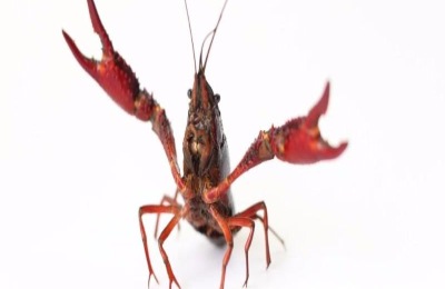 养小龙虾利润如何?真的赚钱吗