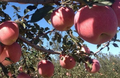 大果石榴有哪些品种