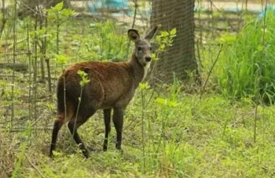 林麝养殖前景如何 林麝养殖需要投资多少钱