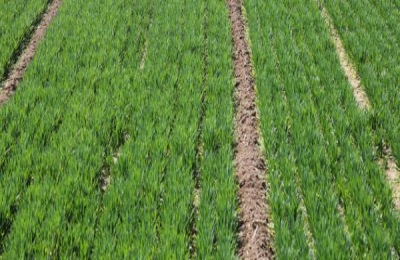 麦田什么时候打除草剂