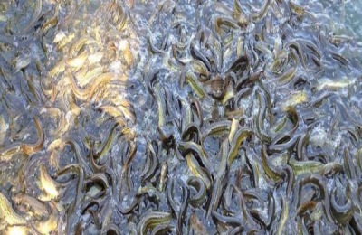 泥鳅养殖中喜欢吃什么