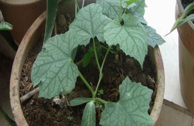 丝瓜在哪里生产?栽培品种有哪些