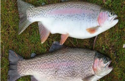 三文鱼的市场价格是多少?三文鱼养殖前景分析