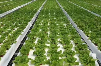 农村有哪些好的投资项目?投资项目大全