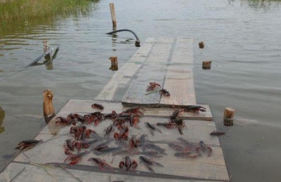 在农村做什么加工生意好?这些项目相当可观