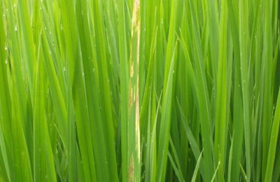 建造养殖大棚要多少钱?养殖大棚的性能体现在哪里