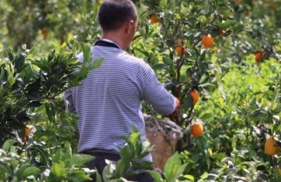 有机肥怎么施肥