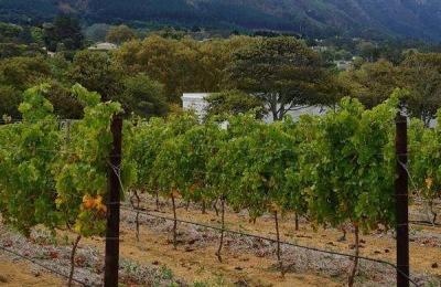 癞葡萄一斤多少钱？有什么营养效果？(附种植前景和技术)