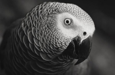 养殖方法及注意事项