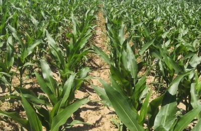 先丰909玉米品种介绍