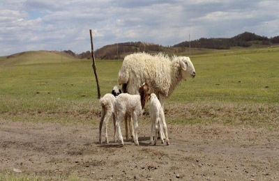 羔羊开口料配方