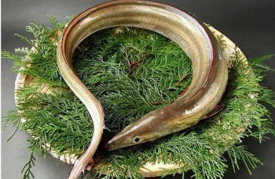 什么品种的鳗鱼苗好