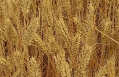 济麦38品种介绍