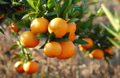 西瓜苗品种大全及价格