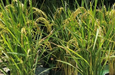 向日葵种子一斤多少钱？有哪些品种