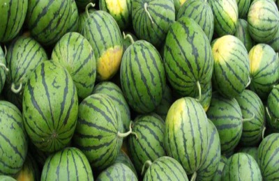 甜王西瓜品种介绍