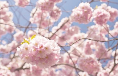 介绍我国常见种植的樱花品种